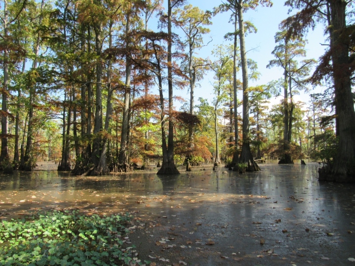 Herp habitat